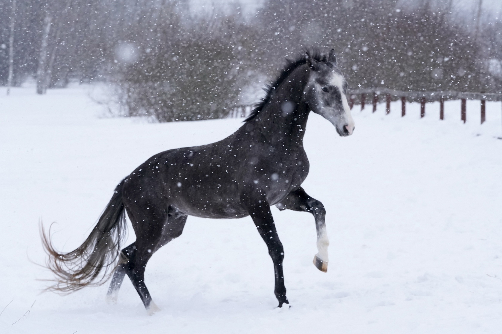 Akhal-teke horse photo — gray stalion Gazam Shael. Photo by Elena Mashkova