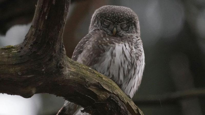 Eurasian Pygmy owl photo — small owls with closed eyes. Photo by Elena Mashkova